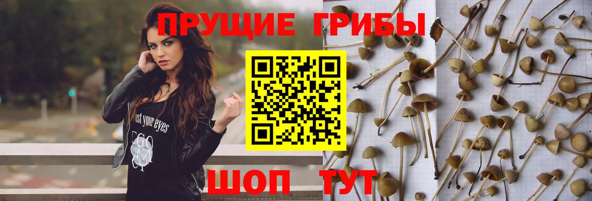 Валуйки  Галлюциногенные грибы Cubensis  Вход с VPN 
